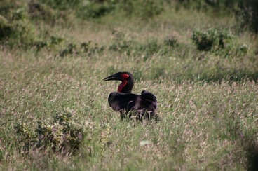 kenya 127